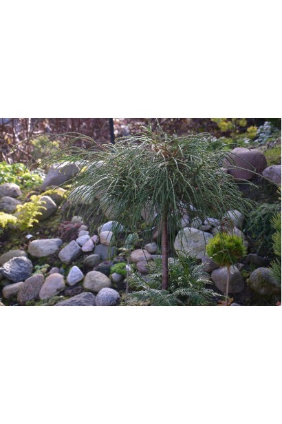 Туя складчаста Віпкорд на штамбі опис